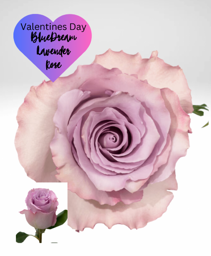 BlueDream Lavender Roses 