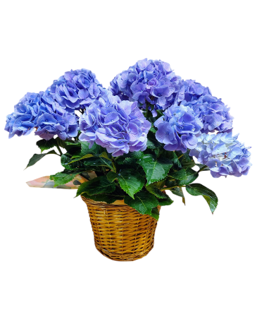 Blue/Purple Hydrangea Plant  in Mustang, OK | MUSTANG FLOWERS & GIFTS