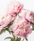 Blush Pink Peonies Wrapped Bouquet 