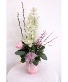 Blushing Bow Orchid Arrangement Fresh Florals