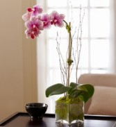 Blushing Pink Orchid Phalaenopsis Orchid in Mossy Glass Cube
