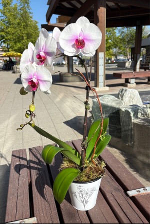 Blushing Pink Single Stem Orchid Plant
