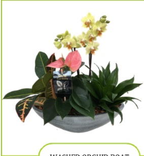 Boat Orchid Planter mixed planter