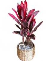 Bold & Beautiful You Houseplant 