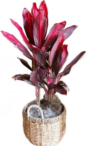 Bold & Beautiful You Houseplant 