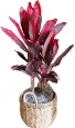 Bold & Beautiful You Houseplant 