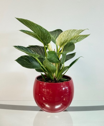 Bold Birkin  House Plant in Newmarket, ON | FLOWERS 'N THINGS FLOWER & GIFT SHOP Bold Birkin  House Plant in Newmarket, ON | FLOWERS 'N THINGS FLOWER & GIFT SHOP