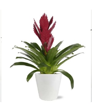 Bold Bromeliad plant  plant 