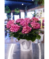 Billowing Hydrangea  Potted Plant