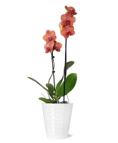 Bonfire Orchid Plant 