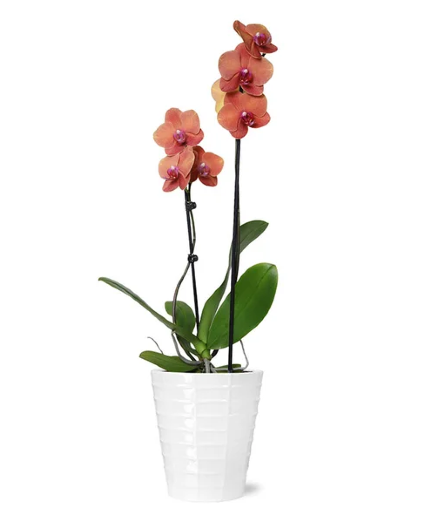 Bonfire Orchid Plant