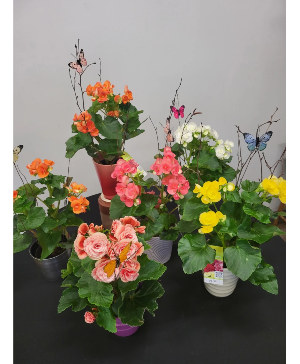 Bonnie Lee Begonias Growing Long Blooming Plant