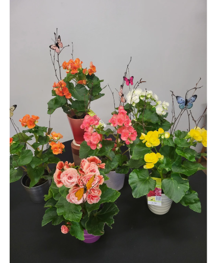 Bonnie Lee Begonias Growing Long Blooming Plant