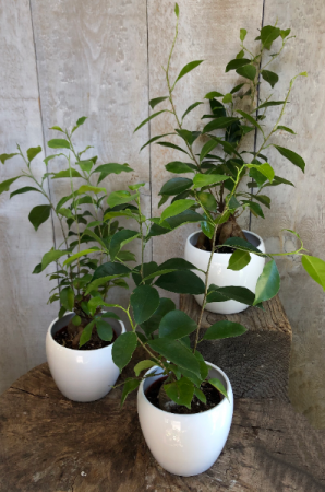 Bonsai Ficus Ginseng plant in pot 