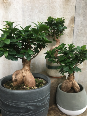 Bonsai Ficus Retusa  6 inch diameter plant in pot 