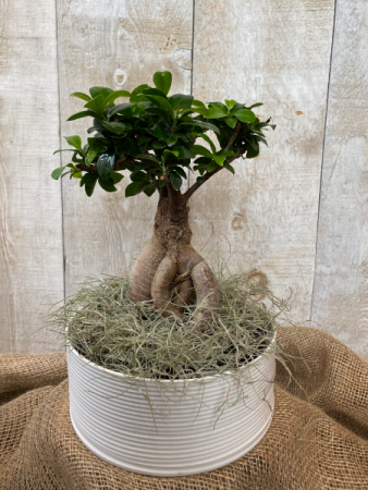 Bonsai Ficus Retusa plant 