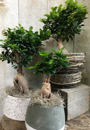 Bonsai Ficus Retusa Plant in pot