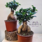 Bonsai Ginseng Ficus Plant