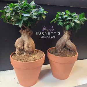 Bonsai Ginseng Ficus Plant