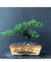 Juniper 4 years Old - 10 inches Bonsai Elegance - A Living Masterpiece