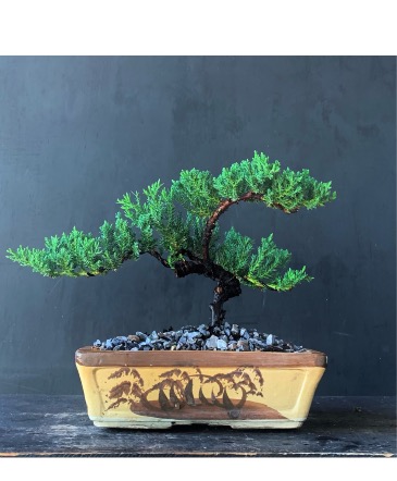 Juniper 4 years Old - 10 inches Bonsai Elegance - Juniper - Tree of Resilience & Longevity in Cape Coral, FL | ENCHANTED FLORIST OF CAPE CORAL Juniper 4 years Old - 10 inches Bonsai Elegance - Juniper - Tree of Resilience & Longevity in Cape Coral, FL | ENCHANTED FLORIST OF CAPE CORAL