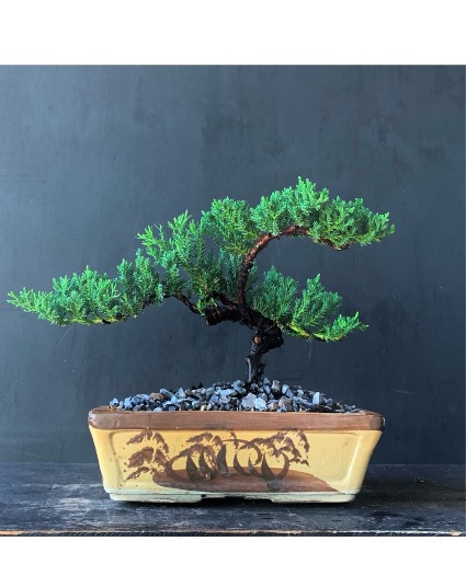 Juniper 4 years Old - 10 inches Bonsai Elegance - Juniper - Tree of Resilience & Longevity