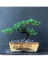 Juniper 4 years Old - 10 inches Bonsai Elegance - A Living Masterpiece