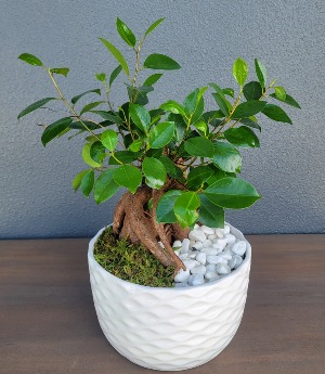  Bonsai Live Gensing Grafted Ficus Tree in a ceramic pot 