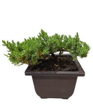 Bonsai plant Plant