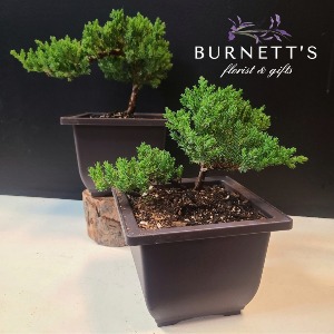 Bonsai plant Plant