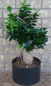 BONSAI PLANTER Indoor Plant