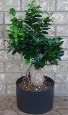 FICUS BONSAI PLANT Indoor Green Plant