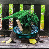 Bonsai Tree   in Coralville, Iowa | Every Bloomin' Thing