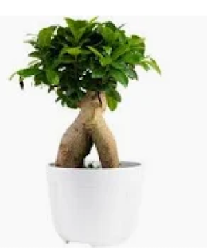 Bonsai Tree  