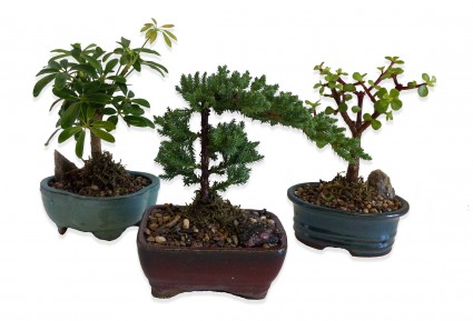 Bonsai Tree Indoor Plant