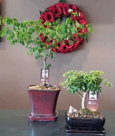 Bonsai Tree Plant