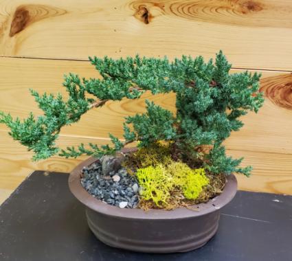 Bonsai tree Plant