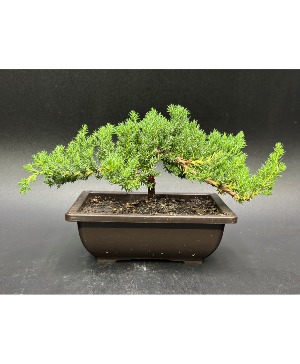 Bonsai Tree Plant