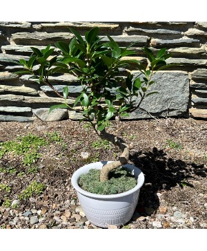 Bonsai Tree Potted Houseplant