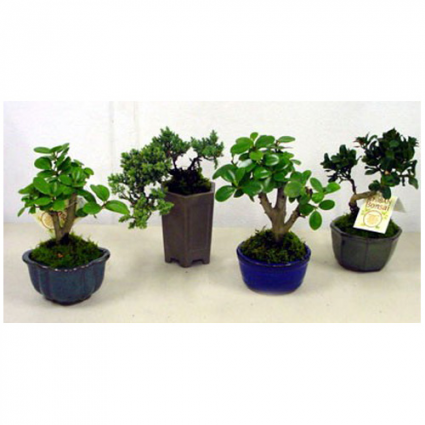 Bonsai Trees Plants