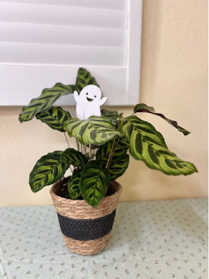 BOO-Tiful Calathea Plant 