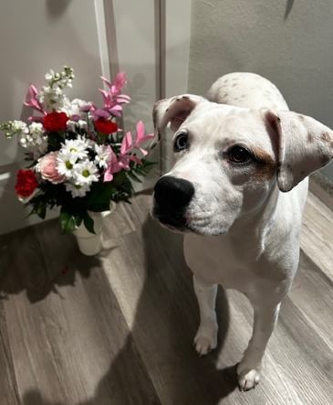 Border Paws Dog Rescue Insulated Mug Bouquet Border Paws Dog Rescue in Rapid City, SD | Flowers By LeRoy