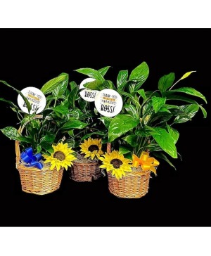 Boss's Plant Basket Elegant Peace Lily