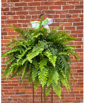Boston Fern 11" Hanging Basket Hanging Basket 