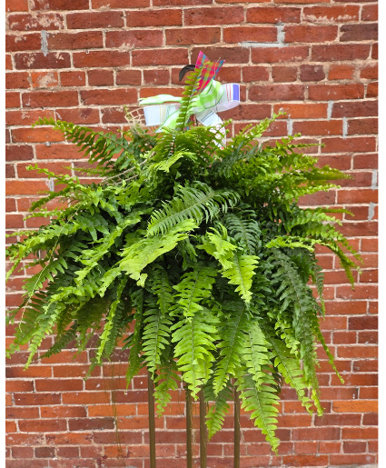 Boston Fern 11