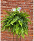 Boston Fern 11" Hanging Basket Hanging Basket 