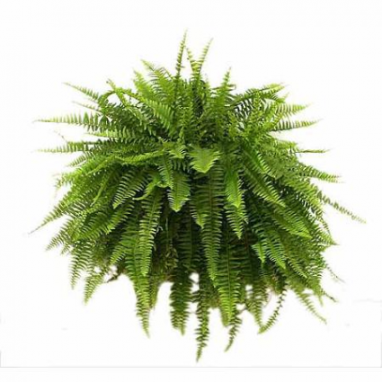 Boston Fern