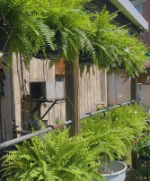 Boston Fern 