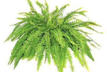 Boston Fern Green Plant