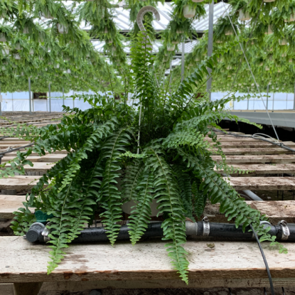 Boston Fern Hanging Basket